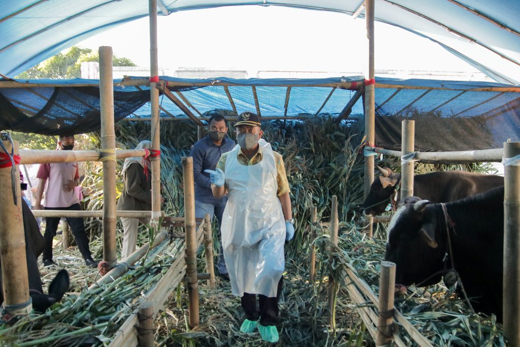 Pastikan Aman Dari PMK, Pemda Kota Cirebon Monitoring Perdagangan Hewan Kurban